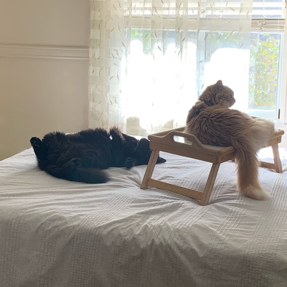 Meet your Posher, Lola - Picture 4 of 11